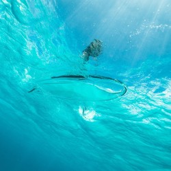 Paddle - Solo ou Géant, demi-journée • Kayak du Souffleur