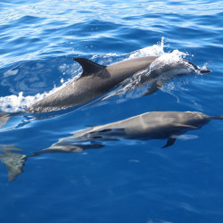 copy of Dauphins, baleines, cachalots, une demi-journée en bateau à la recherche des cétacés • GED-Excursions - Tarif ENFANT