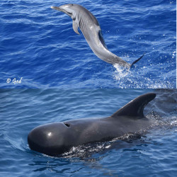 copy of Dauphins, baleines, cachalots, une demi-journée en bateau à la recherche des cétacés • GED-Excursions - Tarif ENFANT