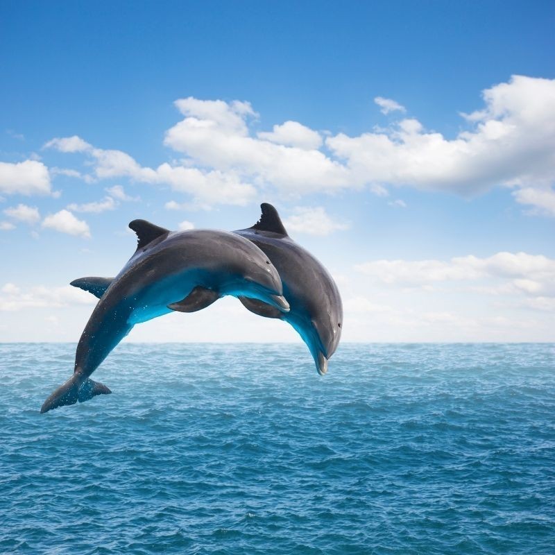 Admirez les dauphins en pleine mer, sotie bateau pour voir les cétacés• GED-Excursions