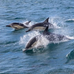 Admirez les dauphins en pleine mer, sotie bateau pour voir les cétacés• GED-Excursions