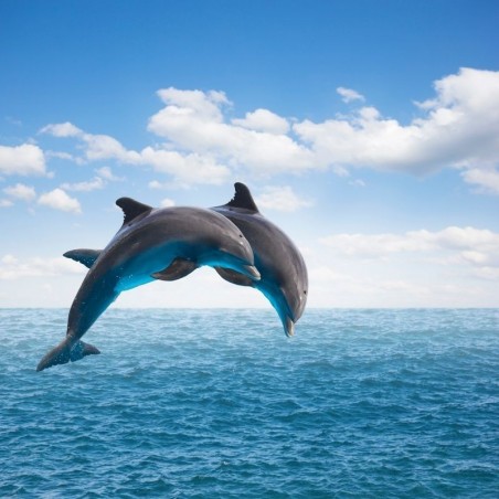 copy of Dauphins, baleines, cachalots, une demi-journée en bateau à la recherche des cétacés •...